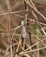 Utetheisa lotrix lotrix