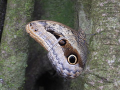 Caligo placidianus