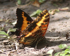 Charaxes pollux