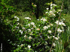 Eucryphia glutinosa