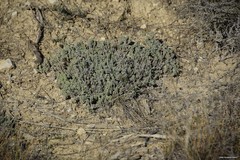 Teucrium gnaphalodes