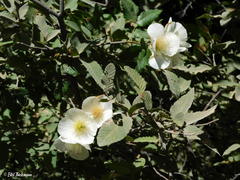 Eucryphia glutinosa