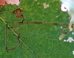 Stigmella continuella