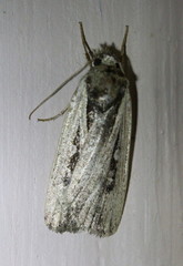 Ochropleura