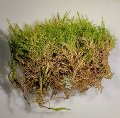 Isopterygiopsis muelleriana