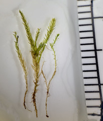 Isopterygiopsis muelleriana