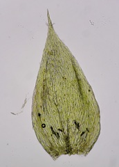 Isopterygiopsis muelleriana