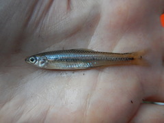 Notropis texanus