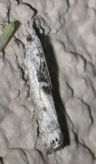 Crambus nigrivarialis