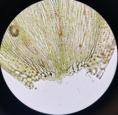 Isopterygiopsis muelleriana