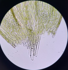 Isopterygiopsis muelleriana