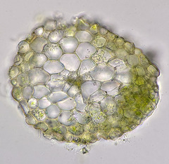 Isopterygiopsis muelleriana