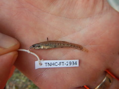 Etheostoma chlorosoma