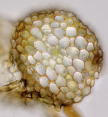 Isopterygiopsis muelleriana