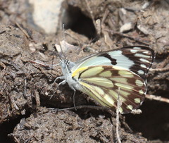 Belenois creona severina