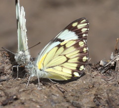 Belenois creona severina