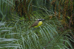 Megarynchus pitangua