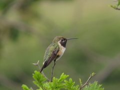 Myrtis fanny