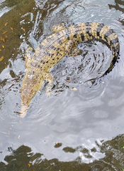 Crocodylus novaeguineae