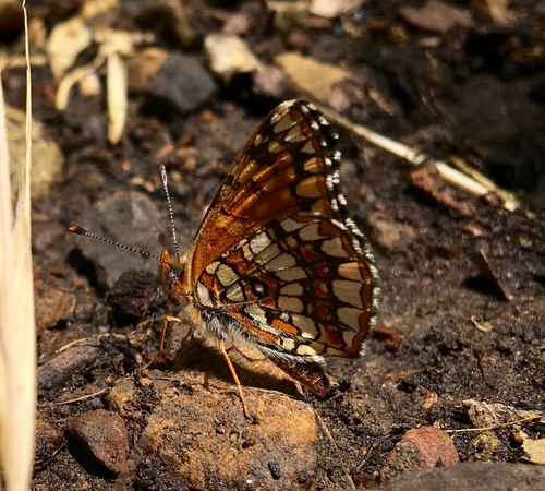 iNaturalist observation photo of Gabb's Checkerspot
