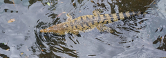 Crocodylus novaeguineae