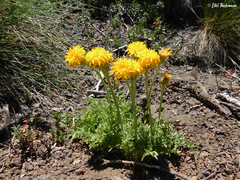 Hypochaeris tenuifolia