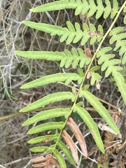 Pteridium