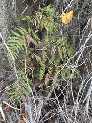 Pteridium