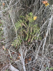 Pteridium