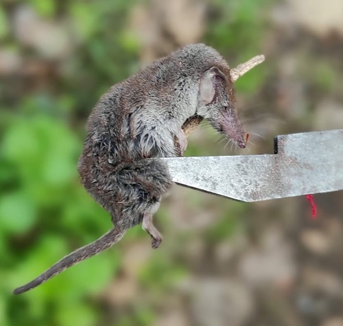 Güldenstädt's shrew