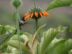 Chaetocercus mulsant