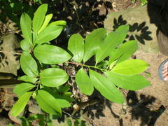 Erythroxylum gracilipes