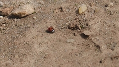Coccinella undecimpunctata