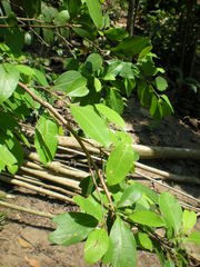 Erythroxylum gracilipes