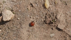 Coccinella undecimpunctata