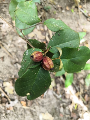 Eugenia pleurocarpa