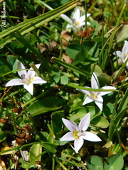 Lobelia oligophylla