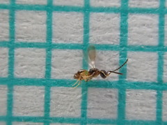 Aphanogmus