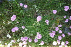 Armeria cantabrica