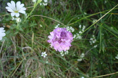 Armeria cantabrica