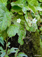 Lysimachia sertulata