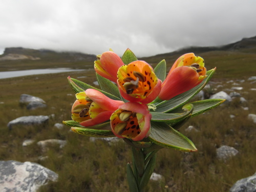 Bomarea glaucescens (Bomarea glaucescens)