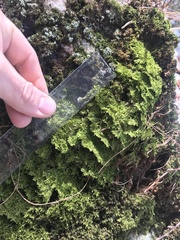 Plagiothecium cavifolium