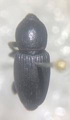 Orthognathus subparallelus