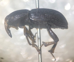 Orthognathus subparallelus