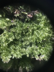 Plagiothecium cavifolium