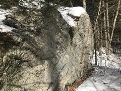 Plagiothecium cavifolium