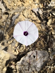 Ipomoea perpartita