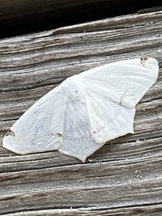 Sericoptera