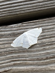 Sericoptera